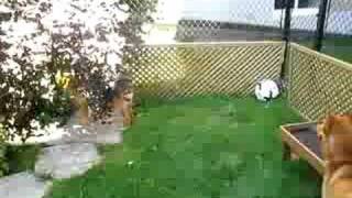 Finnish Spitz playing catch by CdnFinkieGirl 2,299 views 15 years ago 1 minute, 47 seconds