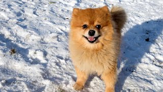 Pomeranian Health Issues What Every Owner Should Be Aware Of