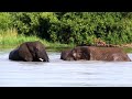 Addo National Park video - (Elephants; Lions; Buffalos; Kudu and many other wildlife)