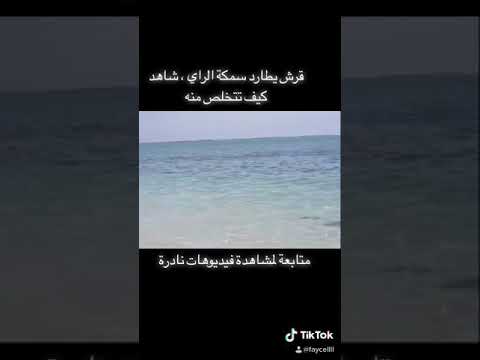 قرش يطارد سمكة الراي شاهد كيف تنجو بأعجوبة