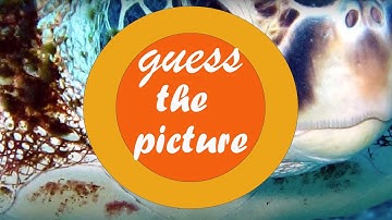 picture quiz , guess the picture ,guess the picture game , guess zoomed in picture