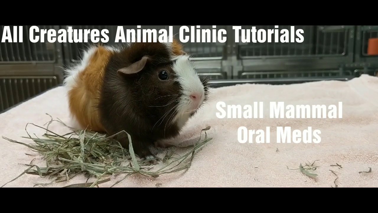 All creatures animal clinic tutorials small mammal oral meds youtube