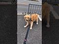 病院に気付いた犬 #ゴールデンレトリバー #大型犬のいる生活 #大型犬と子供 #病院嫌い