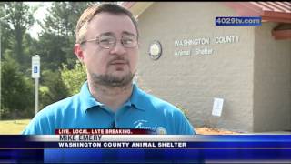 Animal shelters flooded with lost pets after fireworks shows
