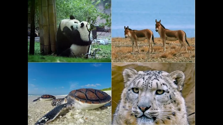 Amazing China: Preservation Programs Save China's Endangered Species from Extinction - DayDayNews