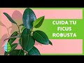 CUIDADOS del FICUS ELASTICA o FICUS ROBUSTA 🌿 ¡Luz, riego, sustrato y más! ☀️