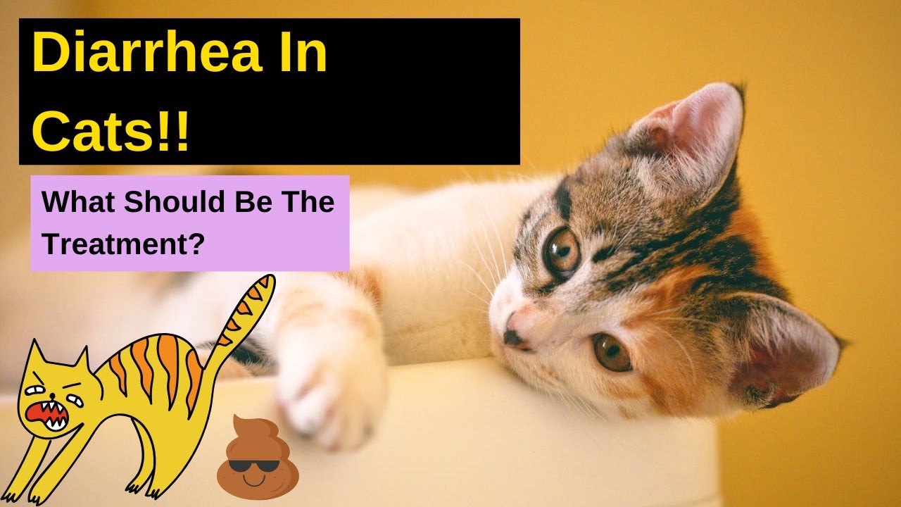 Diarrhea Treatment In Cats | Major Reasons For Diarrhea In Cats | What To Do At Home?
