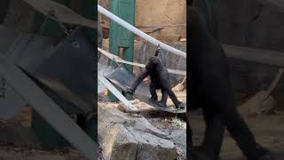 Juvenile Western Lowland Gorilla Playing
