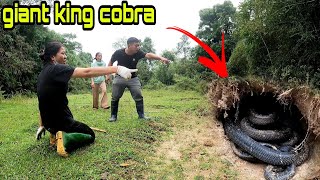 The couple visiting the princess suddenly discovered the king cobra's lair l kingcobra hunter