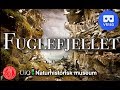 VR180 Naturhistorisk Museum - Fuglefjellet (in Norwegian)