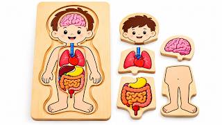 Inside the Human Body 🧠🫁 Organs & Body Parts