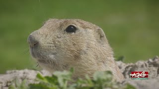 WATCH: Beasts of the Badlands