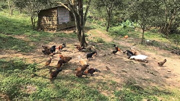 gà rừng cách làm chuồng gà nuôi rừng rặc để gép mái f đúc f1 hiệu quả cao và chia xẻ cách làm chuồng