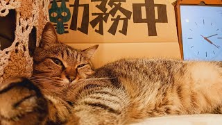 2024.5.31【Cat Live Stream】看板猫かもめの『ただいま勤務中』