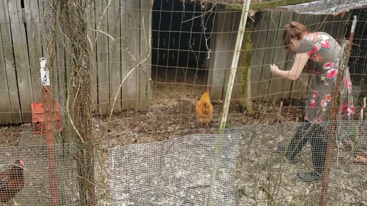 Buff Orpington Rooster Introduction to Cinnamon Queens