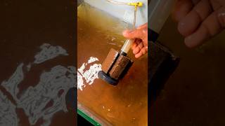 Channa andrl Frys Tank Cleaning 🧼 #telugu #aquarium #trending #channaandrao #frys #cleaning #viral
