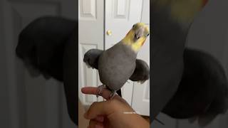 Cockatiel is Always Camera Ready #bird #cockatiel #parrot #yumyumthetiel