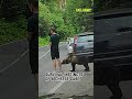What happens when you don't pay attention #bear #wildanimals #animalencounters #scare #shortsのサムネイル
