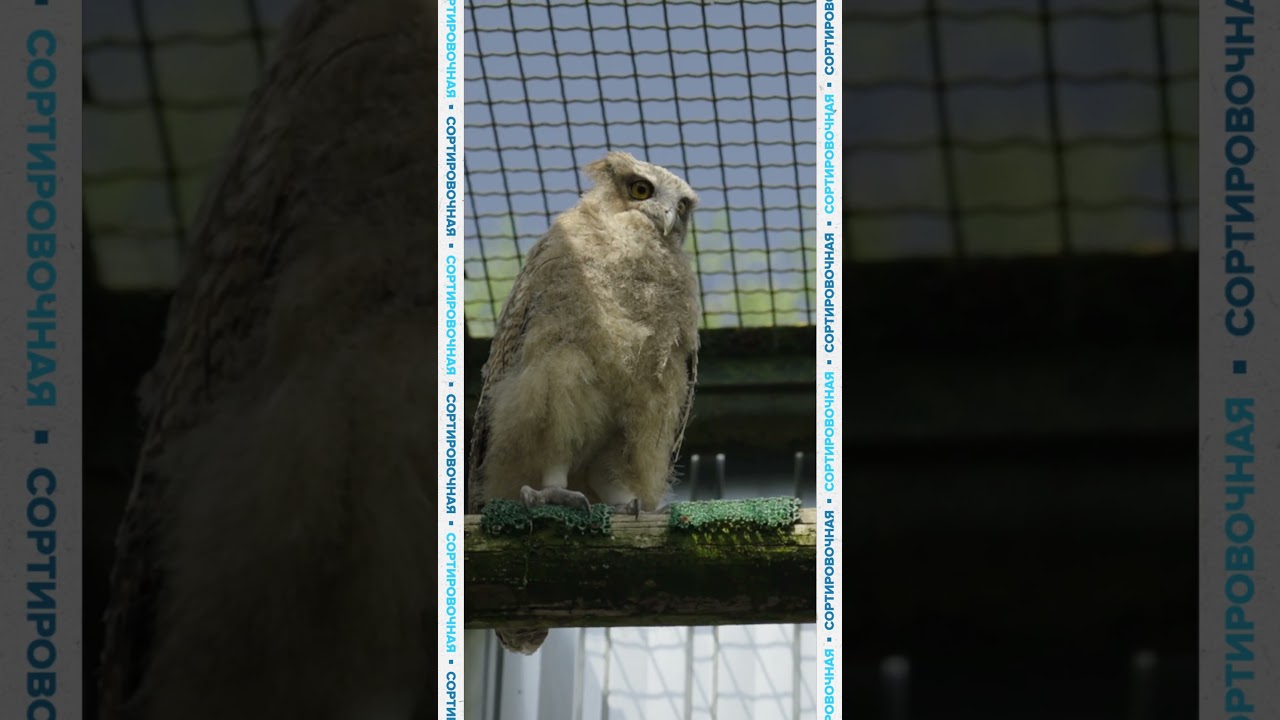Еще один исчезающий вид — островной рыбный филин