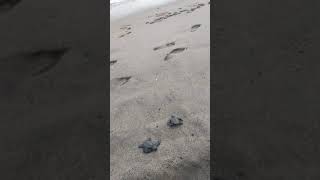 Campento Tortuguero, Boca De Tomates | Puerto Vallarta Jal.