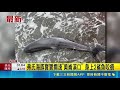 弗氏海豚寶寶擱淺"美崙溪口" 身上2鯊魚咬痕 海豚寶寶擱淺受困! "海放成功率低"已安樂死｜三立新聞LIVE