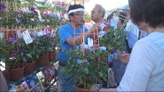 入谷の鬼子母神　初夏を彩る朝顔市