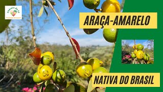 ARAÇA - AMARELO,  deliciosa fruta nativa do Brasil.