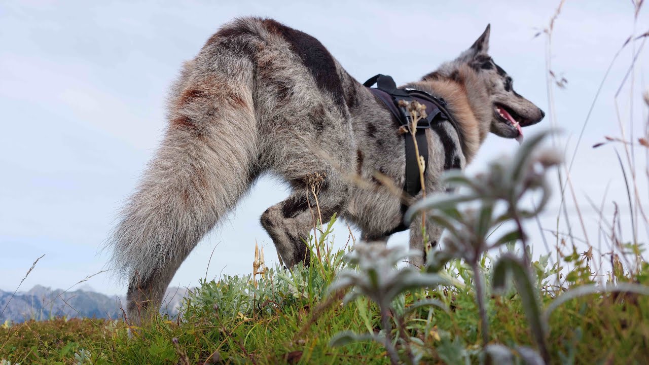 Dove pochi cani arrivano