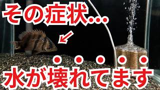 YouTube動画:水換えしても改善しない「pHクラッシュ」とは