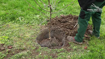 Wie Pflanze ich einen Hochstamm Apfelbaum?