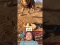 সিংহের মুখে প্রস্রাব করে দিল🤣🤣 #funny #lion #videoreaction #short #shortsviral