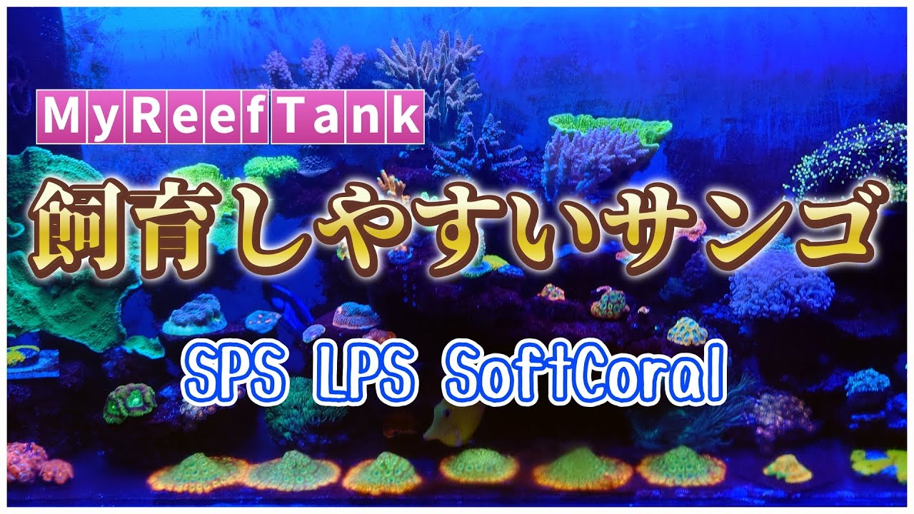【N Aquarium Ch,】2024#16 個人的に飼育しやすいと思うサンゴの種類。LPS、SPSを始めるならこのサンゴから。