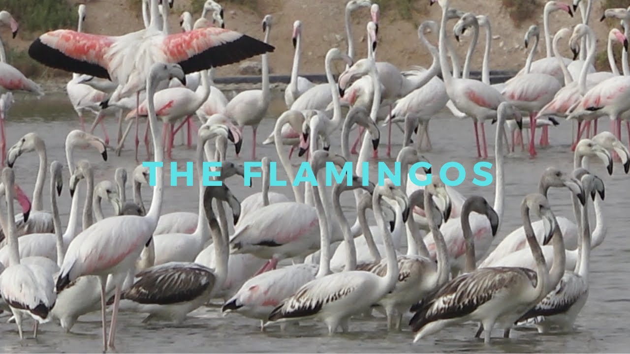 The Flamingos - Al Marmoom Conservation Reserve