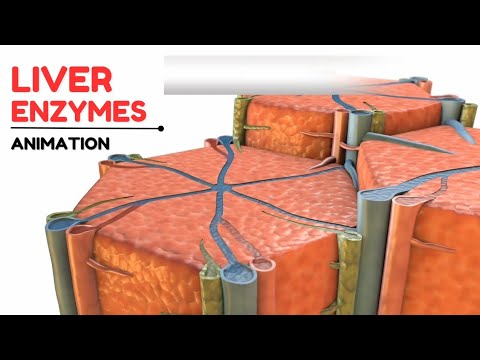 Liver enzymes | Alkaline Phosphatase (ALP) | Animation Video |
