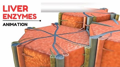 Liver enzymes | Alkaline Phosphatase (ALP) | Animation Video |