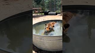 tiger bathe #facts #ytshorts #viral #viral #shorts