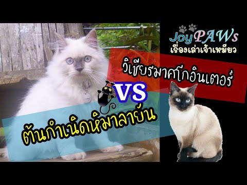 วิถีโกอินเตอร์ของวิเชียรมาศกับต้นกำเนิดแมวหิมาลายัน | Joy Paws | P Creative