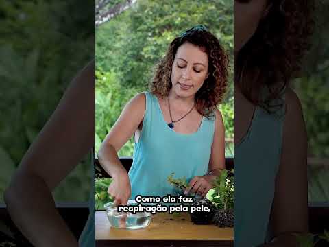 Vídeo: Fatos de Raiz de Cobra Branca – Aprenda sobre o Uso de Plantas de Raiz de Cobra em Jardins