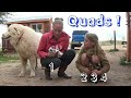 Nigerian Dwarf Has 4 Baby Goats!!