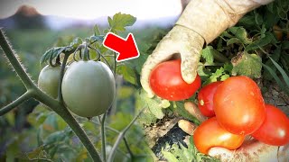 When should tomato irrigation be done? What are the Tips?