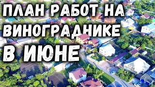 План работ на винограднике в Июне