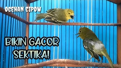 Banyak sirtu yang tadinya cuma diem jadi ikutan gacor berkat sirtu ini.di jamin Ampuh!