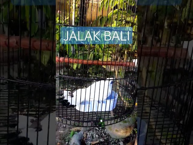 Perawatan JALAK BALI, mandi pagi dan jemur. #bird #jalak #jalakbali #kicaumania class=