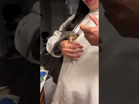 Reality of hand feeding cockatiels when they can start flying #cockatiel #handfeeding #hungry ry