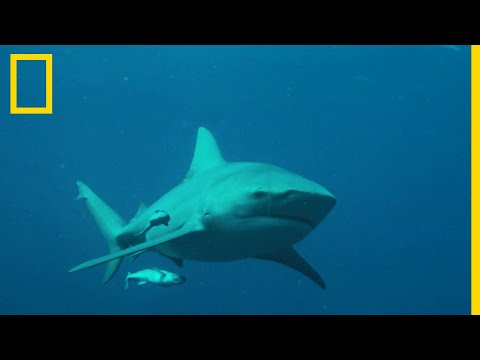 Vidéo: Le requin peut-il survivre en eau douce ?