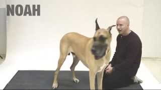 Реакция собак на человеческий лай | Reaction on the human barking dogs Реакция собак на человеческий лай | Reaction on the human barking dogs