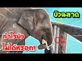 โดนหนามทิ่มทีมีสะดุ้ง〽️จะออกให้ได้😂บัวฉลาดเรียนปริญญา❗️elephant