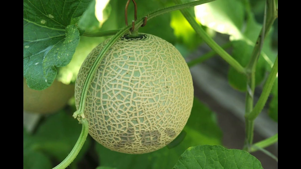 R3 花から実へ 花粉管ののびも Youtube