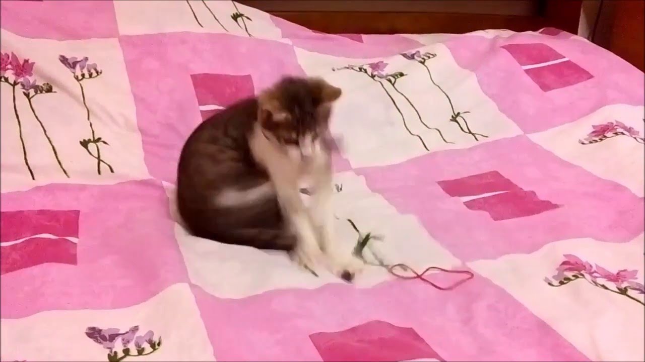 Hello! My name is Boosia. Nice to meet you (^_^)