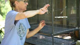 Aviary update: How I add doors to a purchased cage screenshot 5